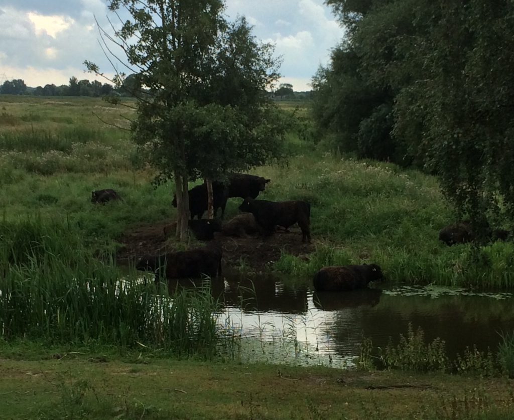 badende koeien