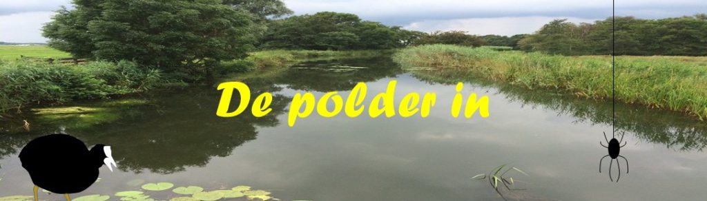 polder in 2
