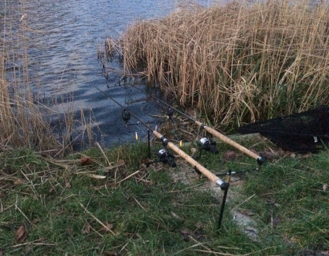 27 December: piep zei de muis - Droomvissen