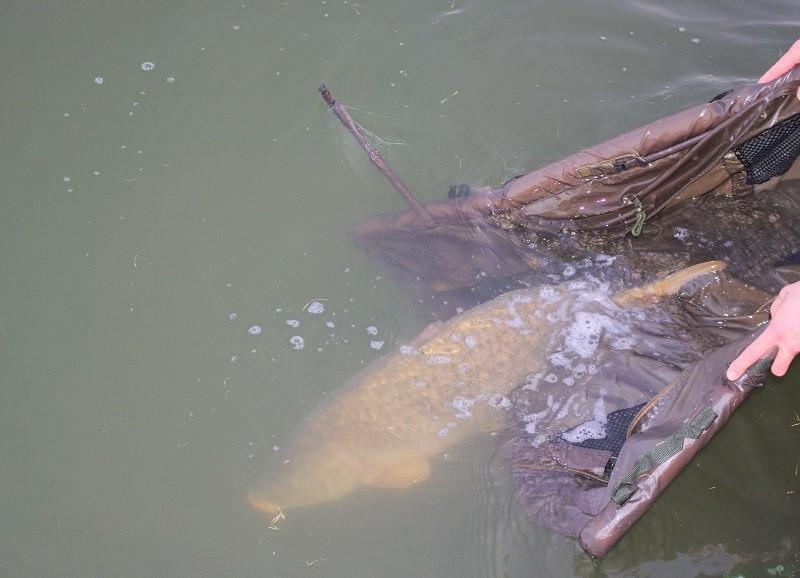 karpervissen in april: een schubkarper wordt teruggezet